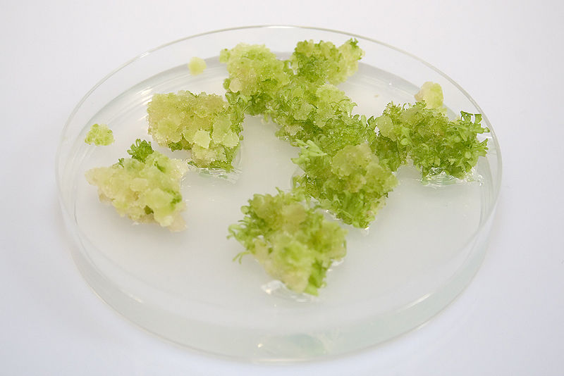 What is the Difference Between Callus and Plantlet