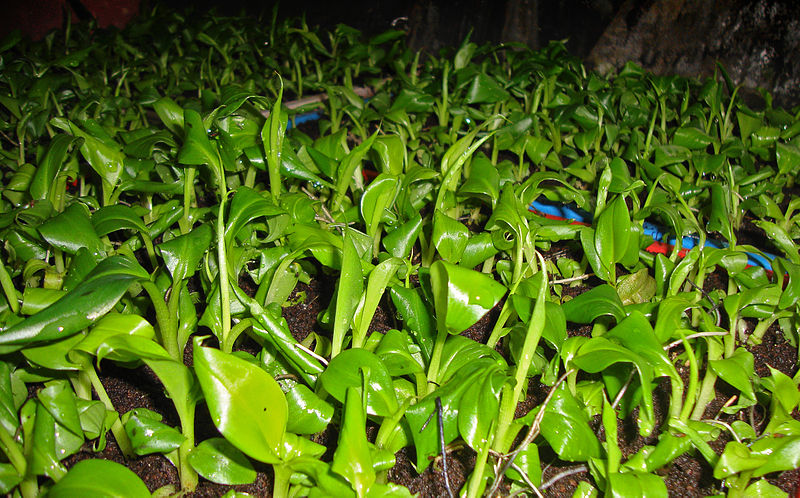 Difference Between Callus and Plantlet