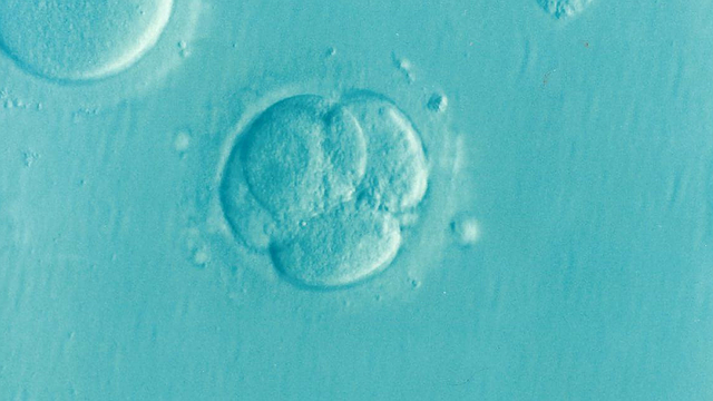 Difference Between Egg Freezing and Embryo Freezing