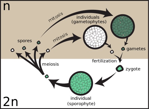 What is the Difference Between Homospory and Heterospory_Figure 1