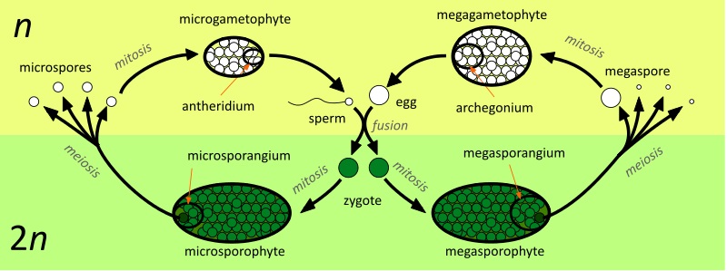 Difference Between Homospory and Heterospory_Figure 2