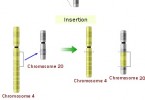 Difference Between Transfection And Transduction | Definition ...