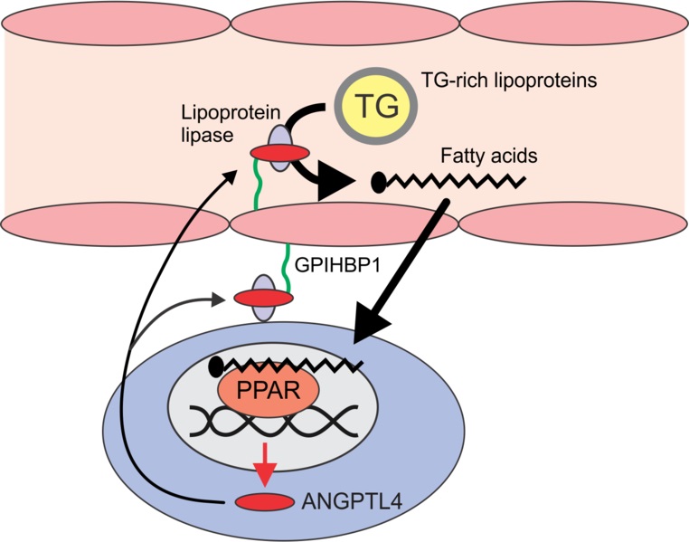 What is the Difference Between Lipoprotein Lipase and Hormone Sensitive Lipase