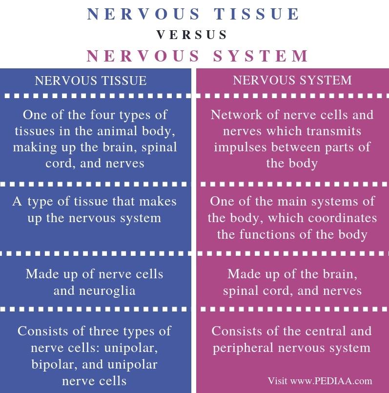 nervous-tissue-neuron-and-neuroglia-online-biology-notes