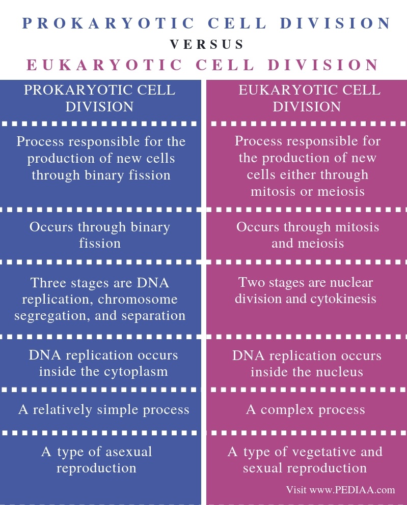 What Is The Difference And Similarities Between Prokaryotic And Eukaryotic Cells