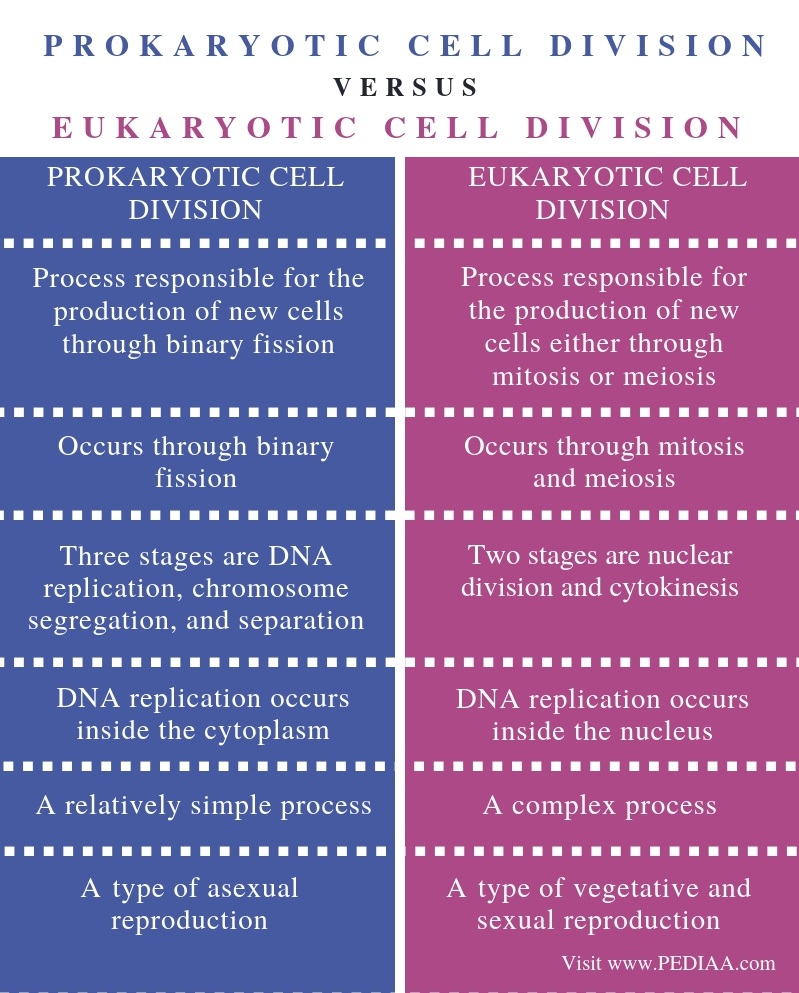 Difference Between Prokaryotic And Eukaryotic Cells Riset