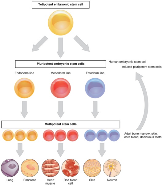 Difference Between Cell Proliferation and Cell Differentiation