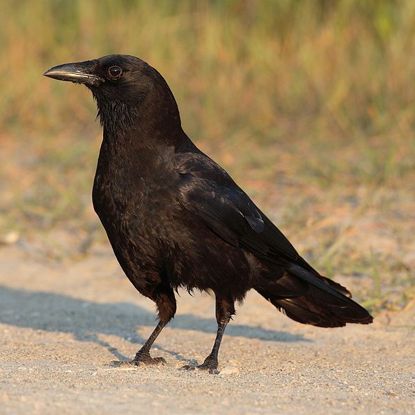 What Does It Mean When You See 2 Black Crows Together