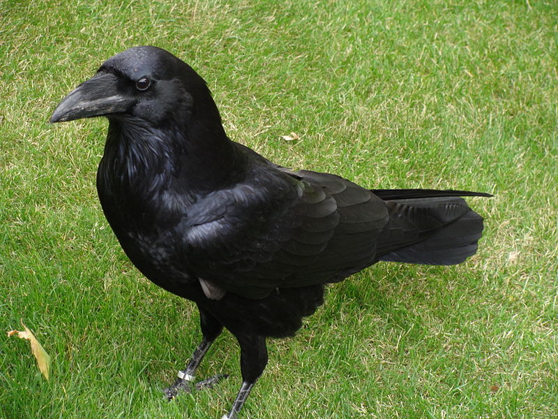 Difference Between Crow and Raven