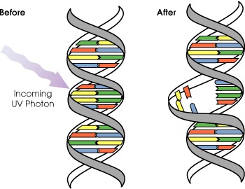 Difference Between DNA Damage and Mutation_Figure 2