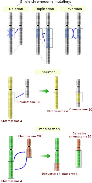 Difference Between DNA Damage and Mutation_Figure 4