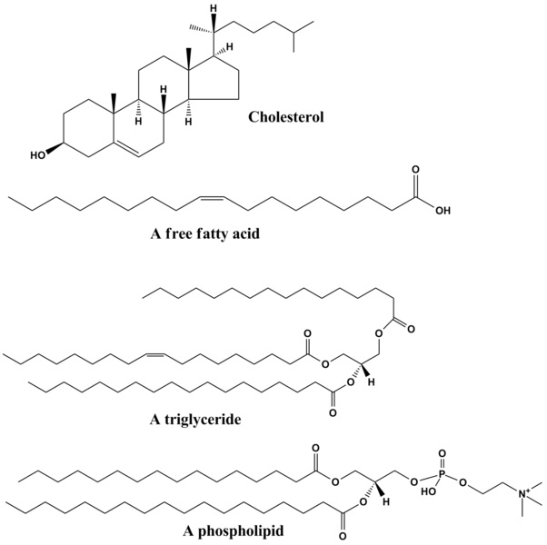 Difference Between Fat and Cholesterol