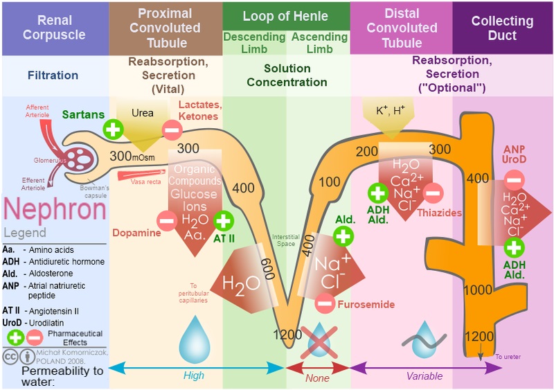 Explain The Important Differences Between Blood Plasma And Glomerular 