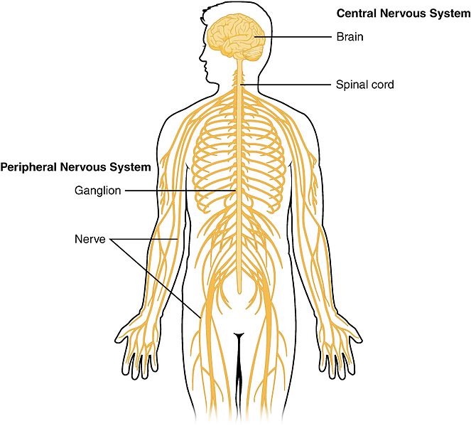 Difference Between Nervous Tissue and Nervous System