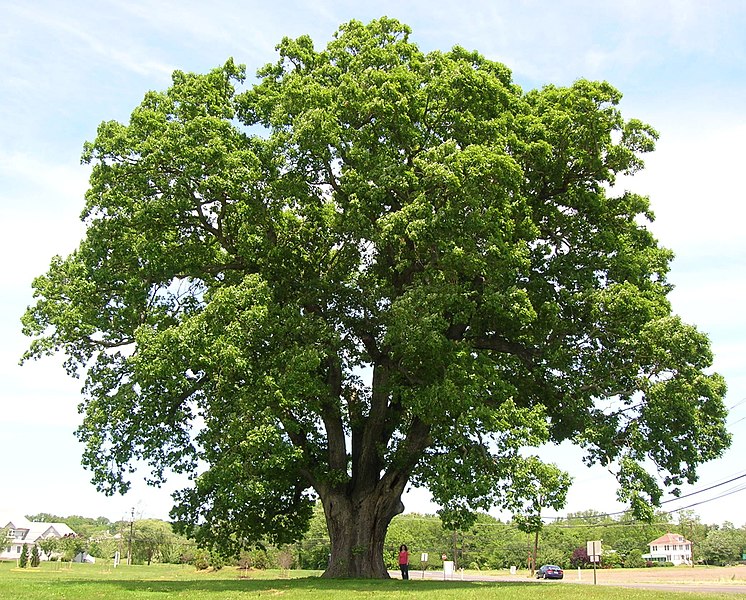 Difference Between Red Oak and White Oak