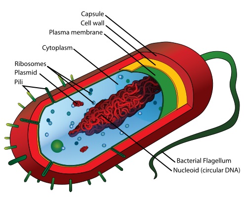 What is the Difference Between Typical and Atypical Bacteria