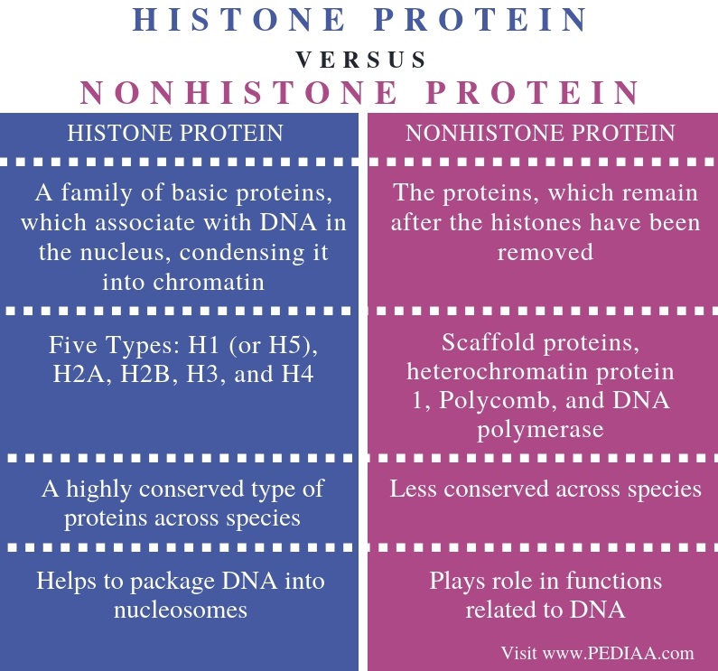 What is the Difference Between Histone and Nonhistone Protein