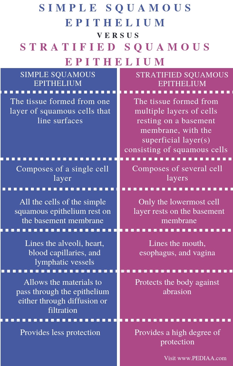 difference-between-simple-squamous-epithelium-and-stratified-squamous