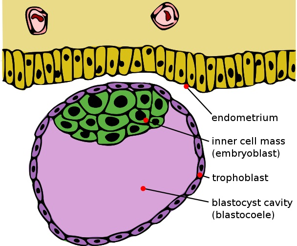 blastocoel blastocoel is the cavity formed during blastulation