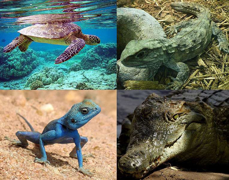 Difference Between Dinosaurs and Reptiles