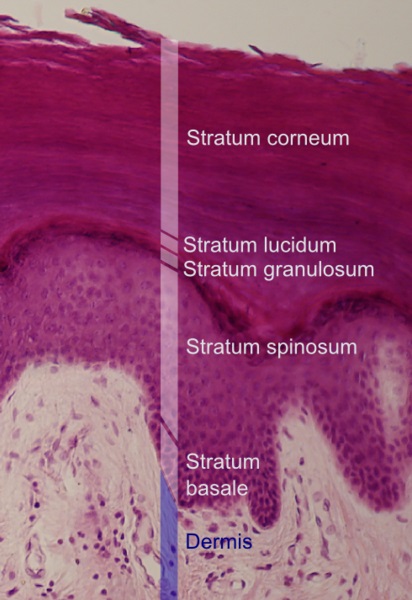 What is the Difference Between Epidermis and Epithelium - Pediaa.Com