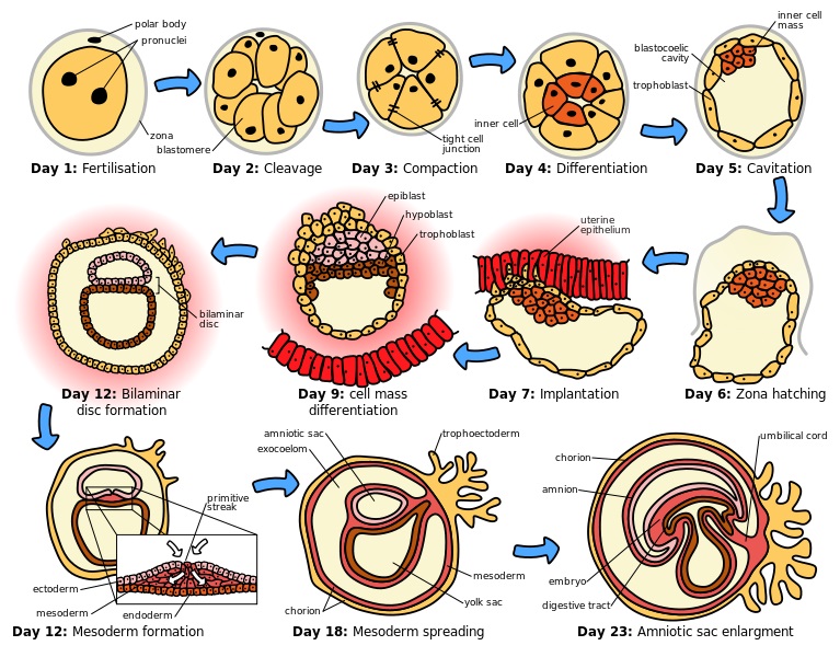 Difference Between Gametogenesis and Embryogenesis_Figure 2