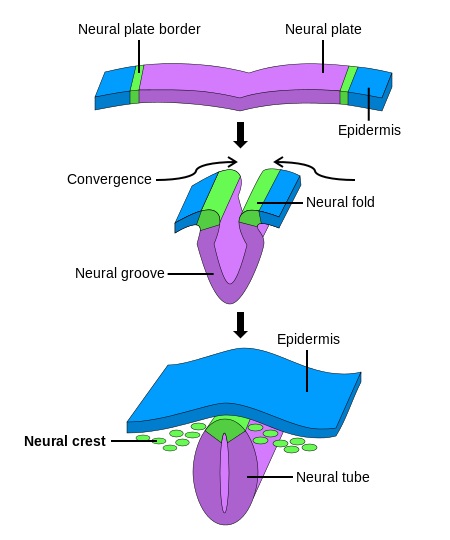 Difference Between Gametogenesis and Embryogenesis_Figure 4