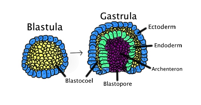 Main Difference - Gametogenesis and Embryogenesis_Figure 3