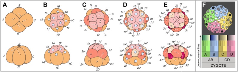 What Is Cleavage In Developmental Biology