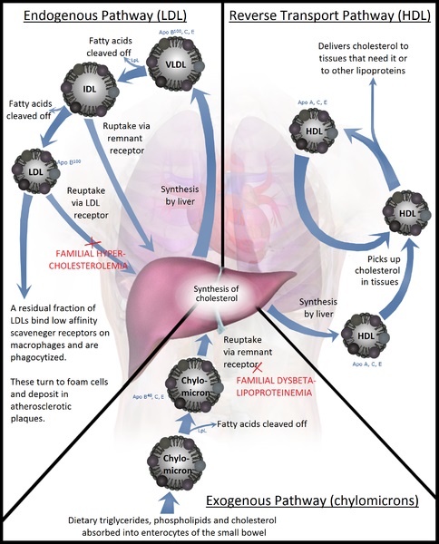 What is the Difference Between Lipoprotein and Apolipoprotein