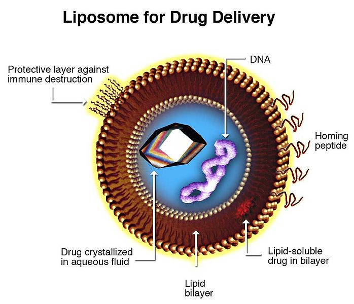 What is the Difference Between Liposomes and Niosomes