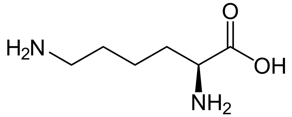 What is the Difference Between Lysine and L Lysine