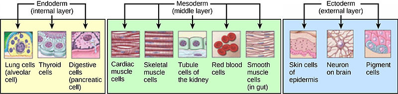 Difference Between Organogenesis and Somatic Embryogenesis