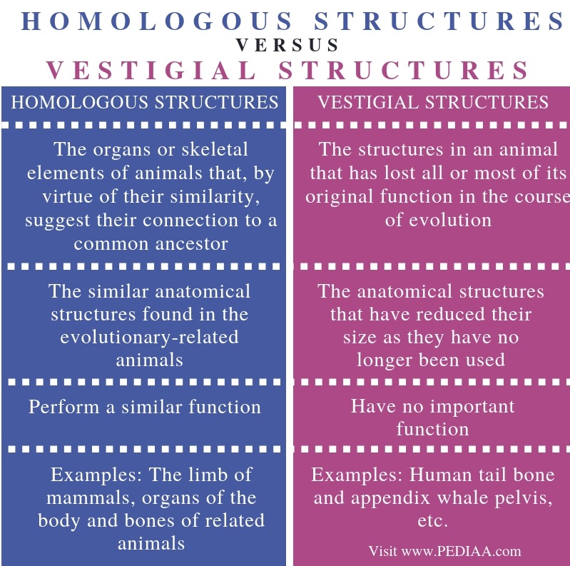 What Is The Difference Between Homologous Structures And Vestigial