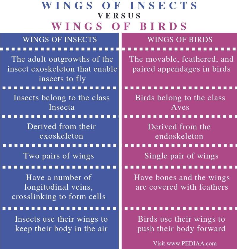 What is the Difference Between Wings of Insects and Birds