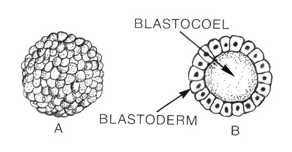 Hvad er forskellen mellem Blastula og Blastocyst
