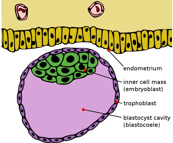 diferença entre Blastula e blastocisto