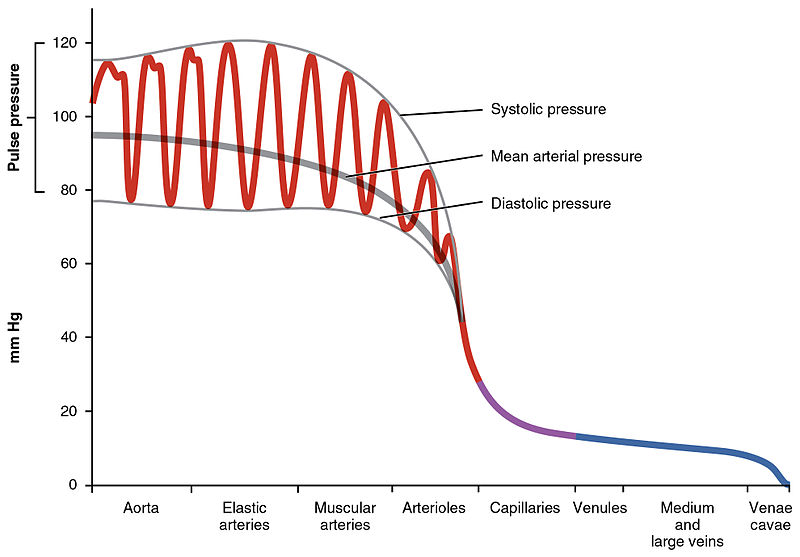 Difference Between Elastic and Muscular Arteries