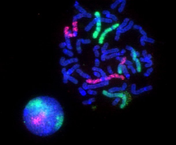 What is the Difference Between Fluorophore and Chromophore