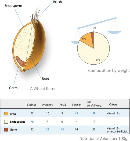 what-is-the-difference-between-husk-and-bran-pediaa-com