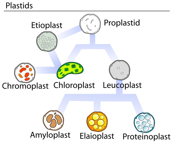 What is the Difference Between Leucoplast and Chromoplast