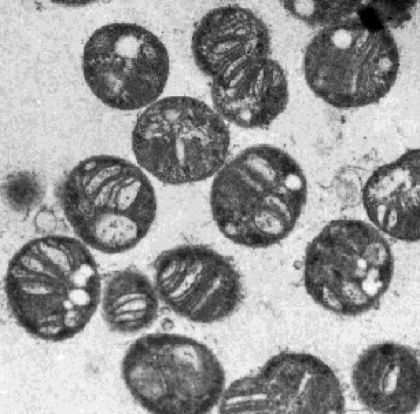 Difference Between Methanogens and Methanotrophs