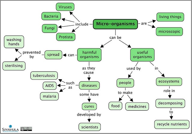 What is the Difference Between Microbiology and Parasitology