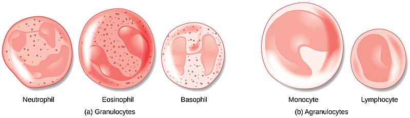 Difference Between Stem Cells and Specialised Cells