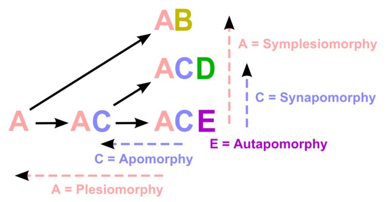 What is the Difference Between Synapomorphy and Symplesiomorphy