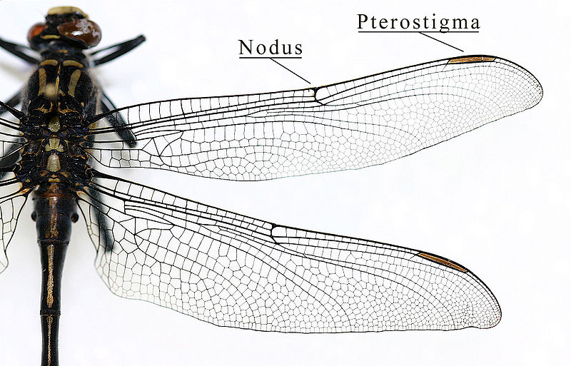 What is the Difference Between Wings of Insects and Birds - Pediaa.Com