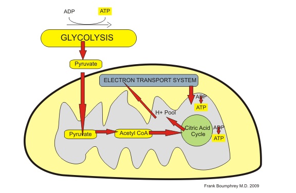 What is the Difference Between an Aerobic and Anaerobic Process
