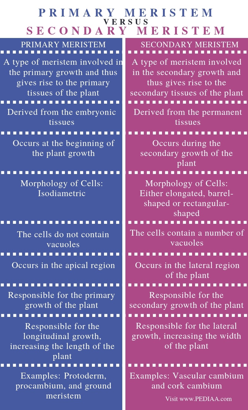 difference-between-primary-and-secondary-meristem