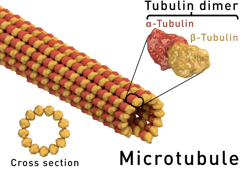 what-is-the-difference-between-alpha-and-beta-tubulin-pediaa-com