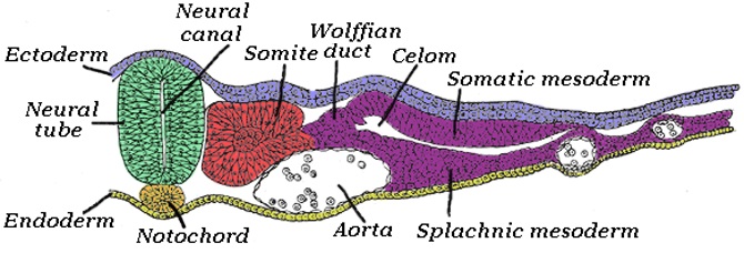 What is the Difference Between Notochord and Vertebral Column